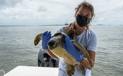 Doença viral, agravada pela poluição, ameaça tartarugas marinhas que frequentam a costa brasileira