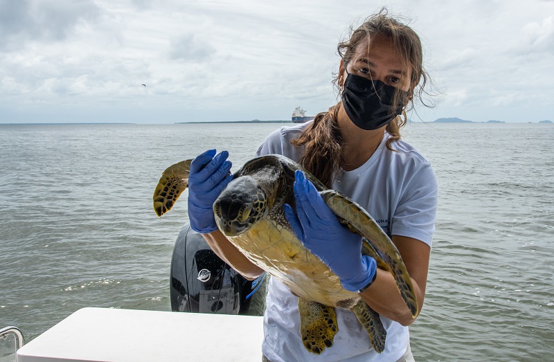 Bióloga Camila Domit avalia saúde das tartarugas durante ação de captura temporária