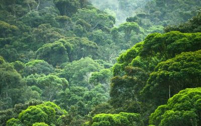 Entenda o que é REDD: Redução das Emissões por Desmatamento e Degradação florestal