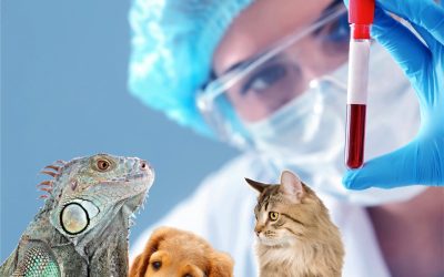 Você conhece a atuação dos Biólogos na área de Análises Laboratoriais Animal?