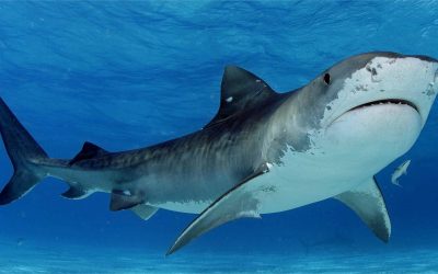 Incidentes com tubarões: Conselho de Biologia defende prevenção, fiscalização e investimento em pesquisas e recuperação ambiental