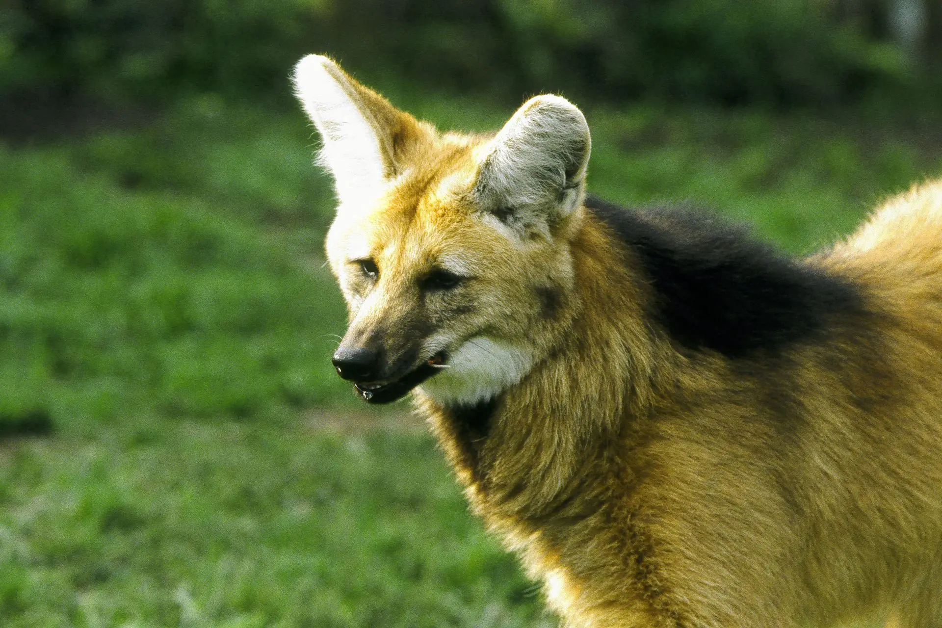 Fauna ameaçada de extinção!