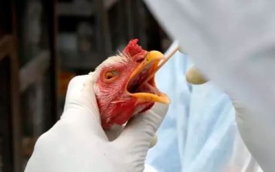 Orientações para pesquisadores que vão a campo durante a emergência da influenza aviária