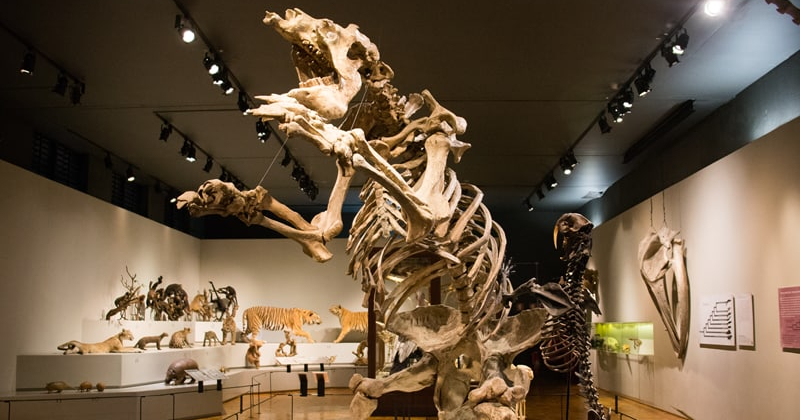Museu de Zoologia da USP oferecerá formação científica para estudantes de Ciências Biológicas