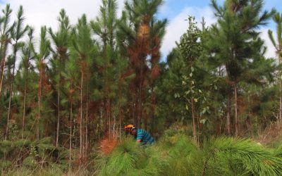 Consulta pública sobre regulamentação do cultivo de pinus e plantas exóticas invasoras