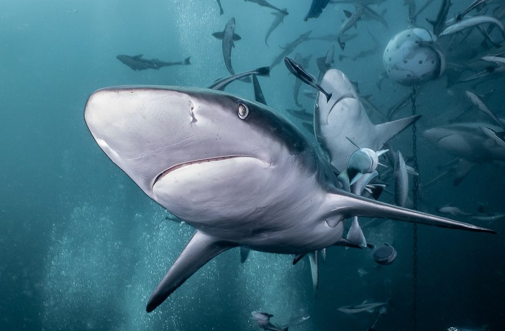 Surpreendentes espécies de tubarões e raias presentes no litoral do Paraná