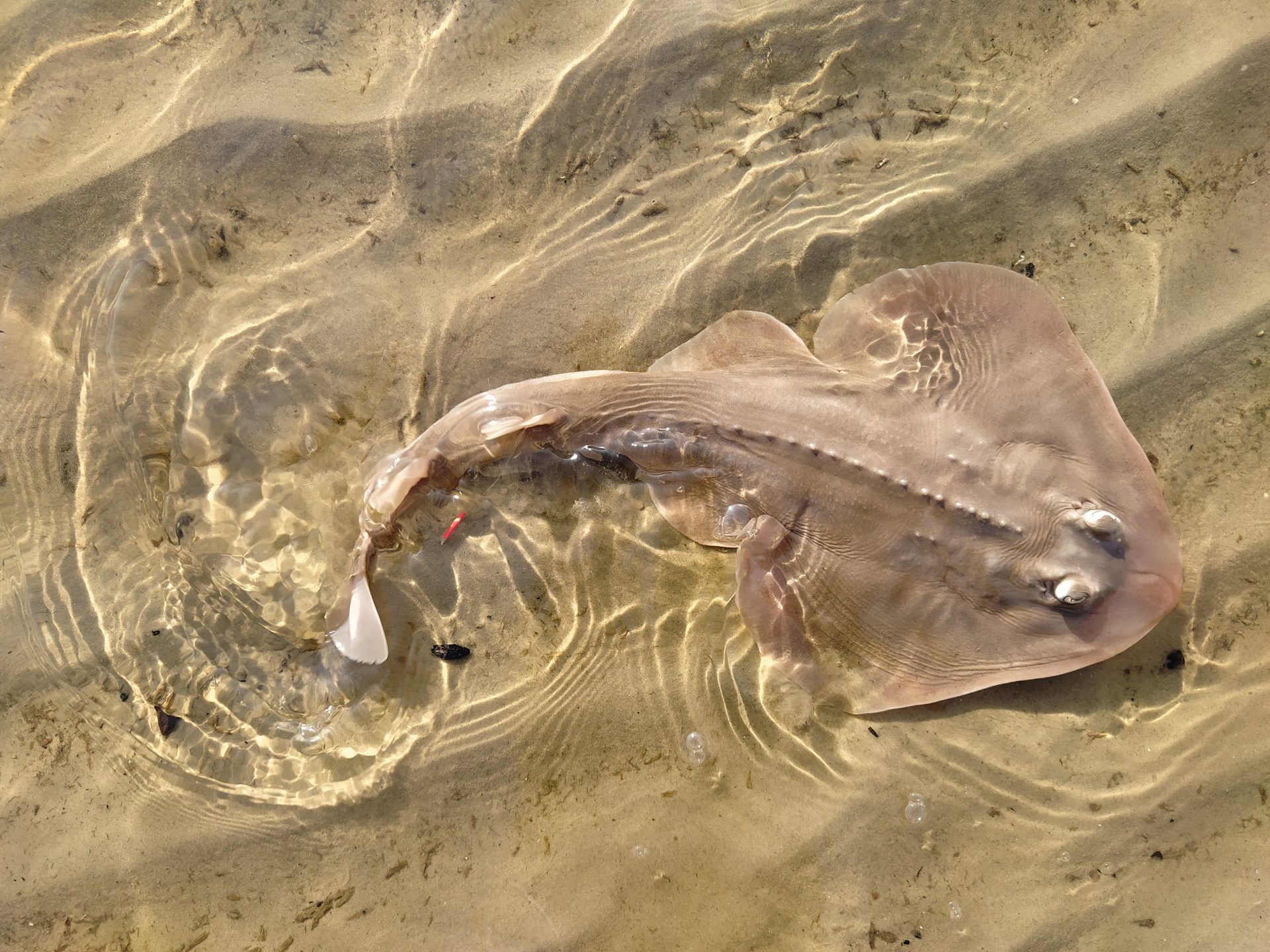 Raia-viola-de-focinho-curto (Zapteryx brevirostris) fêmea capturada de forma incidental no litoral do Paraná e devolvida ao mar pela equipe do Programa de Recuperação da Biodiversidade Marinha (Rebimar). Foto: Eloísa Pinheiro Giareta.