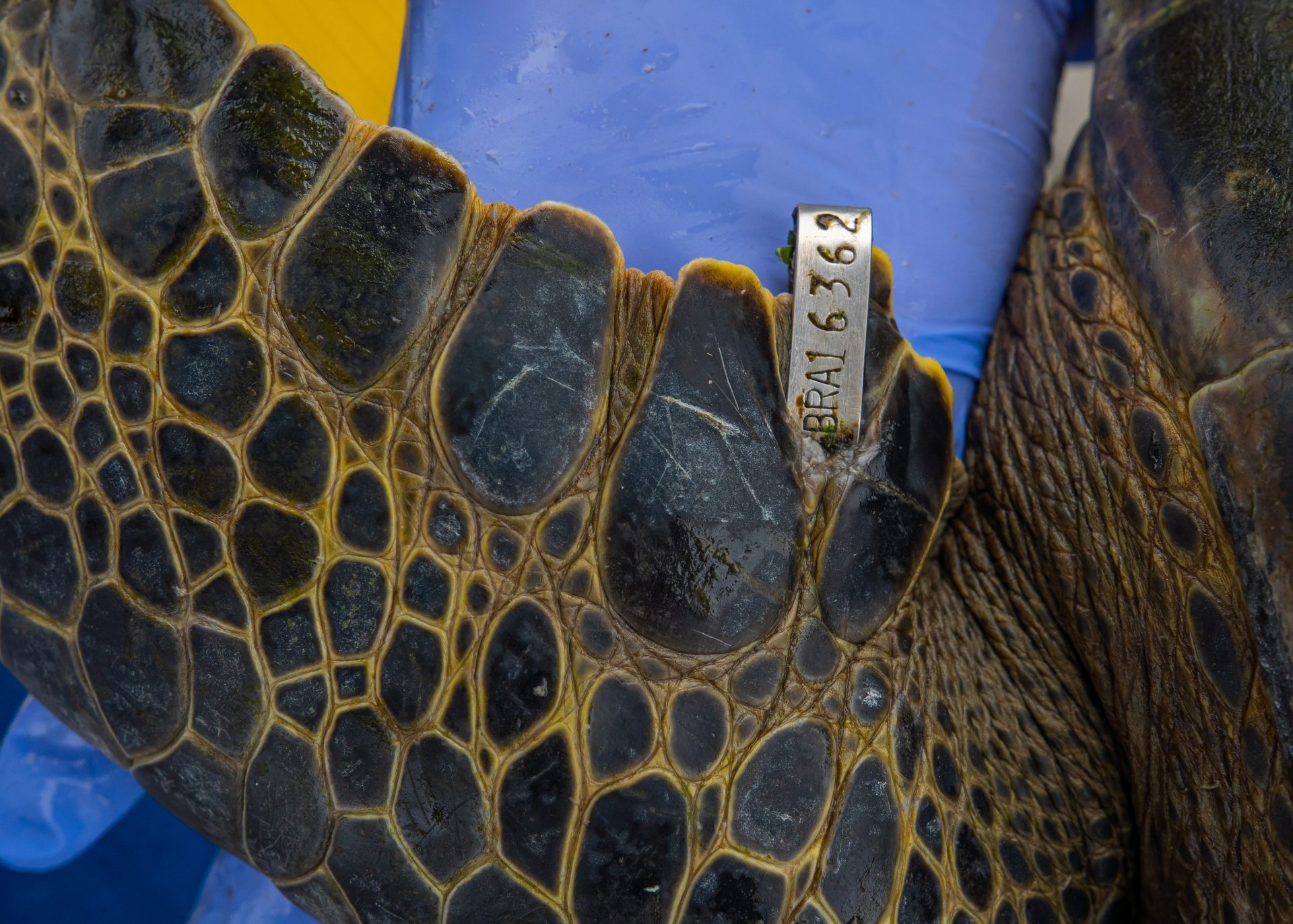 Tartarugas marinhas são avaliadas e recebem chip e anilha metálica. O novo desafio será a instalação de transmissores acústicos. Crédito: Gabriel Marchi.