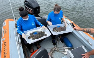 Transmissores acústicos auxiliam no monitoramento de tartarugas marinhas no litoral brasileiro