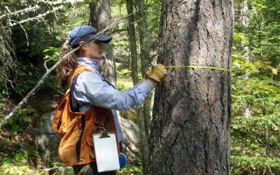 Conama abre consulta pública sobre Resolução que normatiza transparência na emissão de ASVs