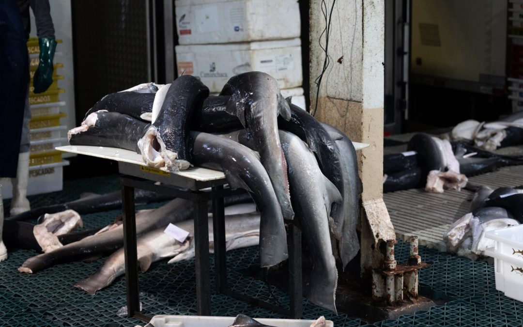 Nota técnica pede revogação de portaria interministerial que regulamenta pesca de tubarão e raias