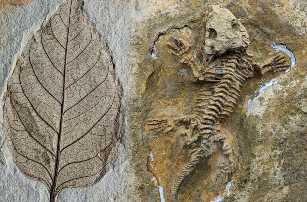 Sistema CFBio/CRBios regulamenta atuação de Biólogos na área de Paleontologia