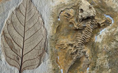 Sistema CFBio/CRBios regulamenta atuação de Biólogos na área de Paleontologia
