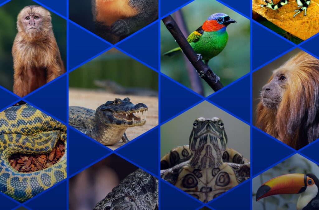 Sistema CFBio/CRBios propõe criação do Título de Especialista em Zoologia para valorizar a profissão e garantir excelência técnica