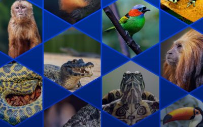 Sistema CFBio/CRBios propõe criação do Título de Especialista em Zoologia para valorizar a profissão e garantir excelência técnica