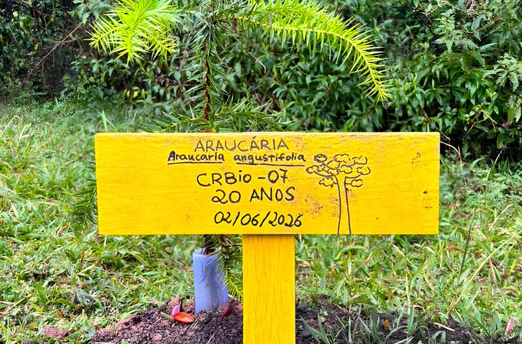 Plantio de araucárias marca Semana do Meio Ambiente e inicia celebrações dos 20 anos do CRBio-07