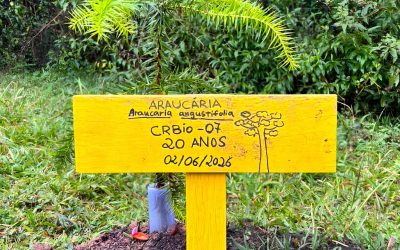 Plantio de araucárias marca Semana do Meio Ambiente e inicia celebrações dos 20 anos do CRBio-07